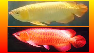 RED AROWANA TRANSFORM