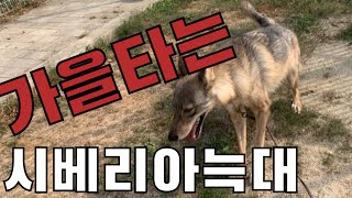 [울프독카보]가을이 되자 신난 시베리아늑대의 후손.wolfdog