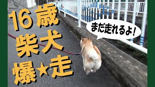 柴犬が16歳になった＝！【甲斐犬・柴犬】