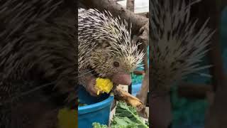 Rico eats corn just like you!