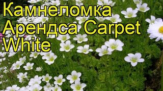 Камнеломка арендса Карпет Вайт. Краткий обзор, описание характеристик, где купить саженцы