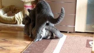 Samson + Lea (KATZENDECKUNG) BKH