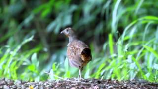 高雄市的竹雞（2014-06-20）