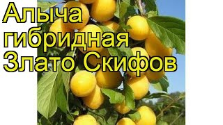 Алыча гибридная Злато Скифов. Краткий обзор, описание характеристик prunus cerasifera Zlato Skifov