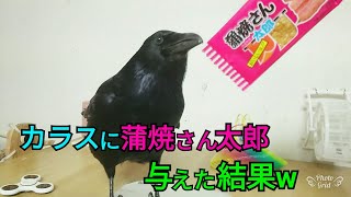 【蒲焼さん太郎】カラスに蒲焼さん太郎を与えた結果w 野良猫バトルあり世界の七不思議あり? 20180424、カラス