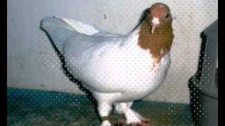 Иранские щекатые 
