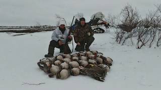 Охота на гуся. Goose hunting.