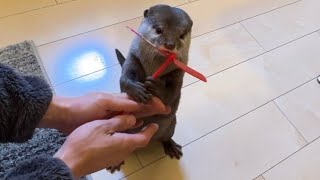竹とんぼに夢中になり竹とんぼになってしまうカワウソ An otter that turns into a bamboo dragonfly
