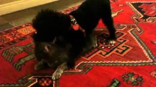 puppy humps kitten