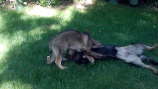 DDR Schäferhund Pochin und Urviech
