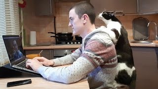 MURRR ! Pusic cat demands attention