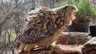 Сова - еду съедова. П - помещается!
