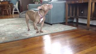 Tillie Walking - #367 ogfighting Survivor with Major Medical Issues
