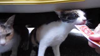 コミケちゃん初めてのちゅーるにビックリ！Kitten's favorite cat food