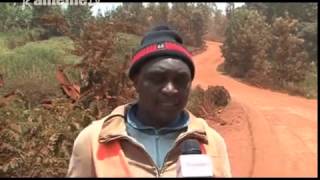 Aikari a Kiambia kaunti-ini ya Kiambu gucakaya kuumana na barabara guthuka