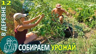 Уборка урожая: фасоль, дыня, картофель, кабачки, кукуруза Жизнь Гордеевых в деревне - Влог 12