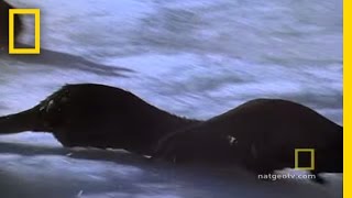 Otter Chaos | National Geographic