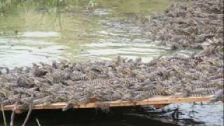 Pantanal Matogrossense - 7ºA