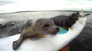 -Bébé phoque  planche de surf caméra à distance.-.