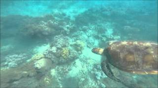 Turtlemania