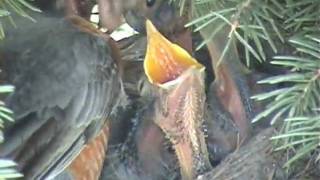 Bird Eats Giant Worm