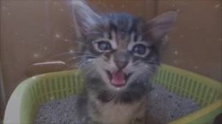 Space Cats – Blue Tears (котёнок поёт)