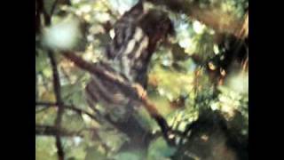 Claudio Rocchi - Essenza