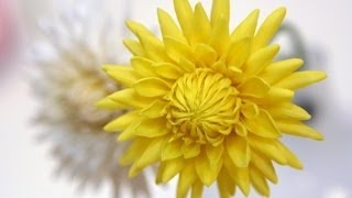 Мастер-класс георгин из полимерной глины. Master-class Dahlia of polymer clay