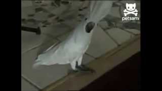 Parrot barks xD