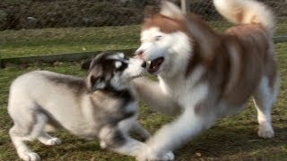 Lihkku three months old Siberian Husky to meet the family