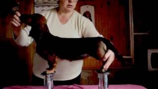 Нappy legs- тренажёр для отработки выставочной стойки (часть1)
