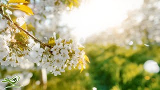 Beautiful Relaxing Music • Peaceful Piano, Cello & Guitar Music by Soothing Relaxation