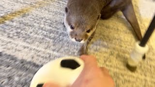ワールドカップ出場を目指し練習するカワウソ Otter practicing for the World Cup
