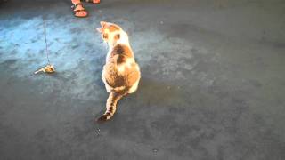 How to Play With Your Cat Using Interactive Cat Toys