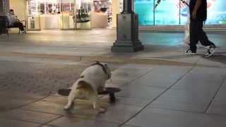Бульдог на скейте | Skateboarding Bulldog