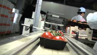 Lucia tomato-Η πορεία μου μέχρι το πιάτο σας!