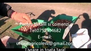 semanatoare arpagic si usturoi