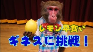 【ギネス挑戦！】おサルがレモン早食いのギネスに挑む！（#56）