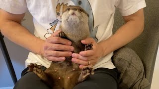 抱っこぷにぷに尻尾カワウソ An otter that sways in a hug