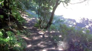 HIERRO PINAR CAMINANTE 053