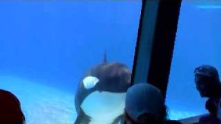 Killer Whale Almost Kills Kid