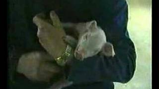 Castration of piglets - www.gaia.be