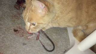 Louie eating a mouse