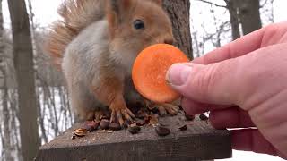 Небольшая зарисовка с незнакомыми белками / A small sketch with unfamiliar squirrels