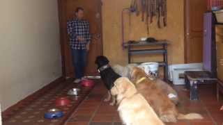 ORANDO CON PERROS en KINDERDOG.ORG