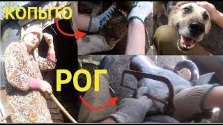 ВРОСШИЙ РОГ И БОЛЬНОЕ КОПЫТО И КАК ЭТО СВЯЗАНО??? Ingrown horn and the sick cow hoof