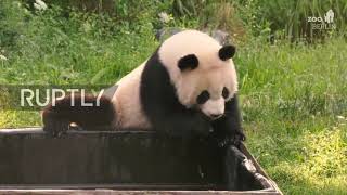 Germany: Pandas cool off in pawsome refreshing bath at Berlin Zoo
