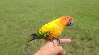 Sun conure parrot free fly outdoor