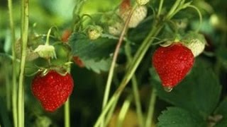 Как  отличить  мужской  кустик  клубники  от  женского.