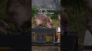 Capybara chew-chew, Capy-train choo-choo